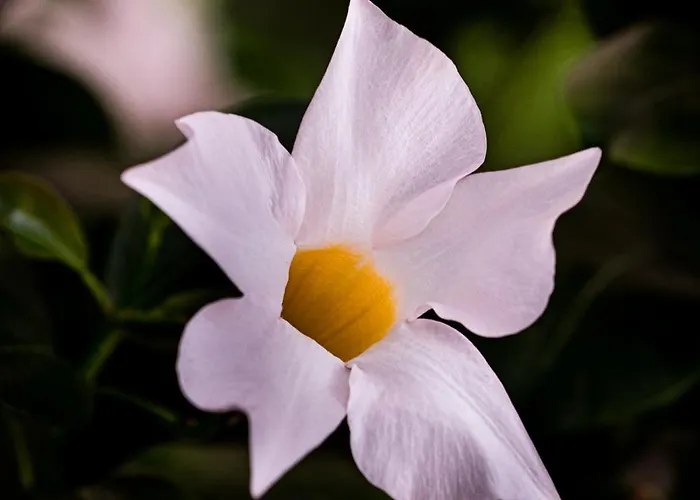 Degli Aranci Diano Marina