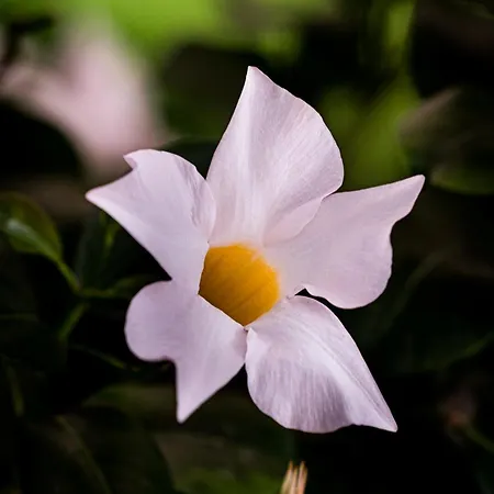 Degli Aranci Діано-Марина